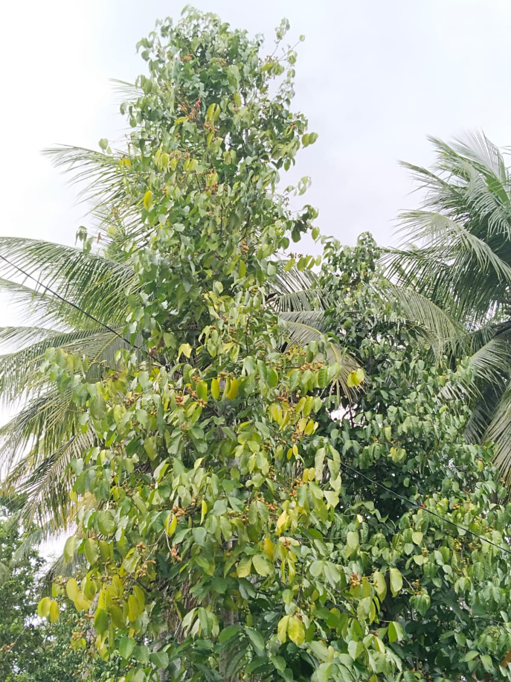 pohon Belinjo merupakan salah satu sumber penghasilan warga desa dayah leubue
